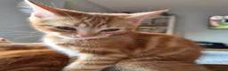 Mixed Breed cats for sale: 3 male ginger kittens ready for rehoming in Kidderminster - Advert 12