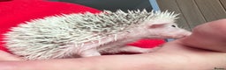 Pygmy Hedgehog rodents for sale: African Pygmy hedgehog hoglets  - Advert 2