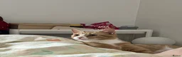 Domestic Shorthair cats for sale: 7-Month-Old Loving & Playful Male Kitten  - Advert 7