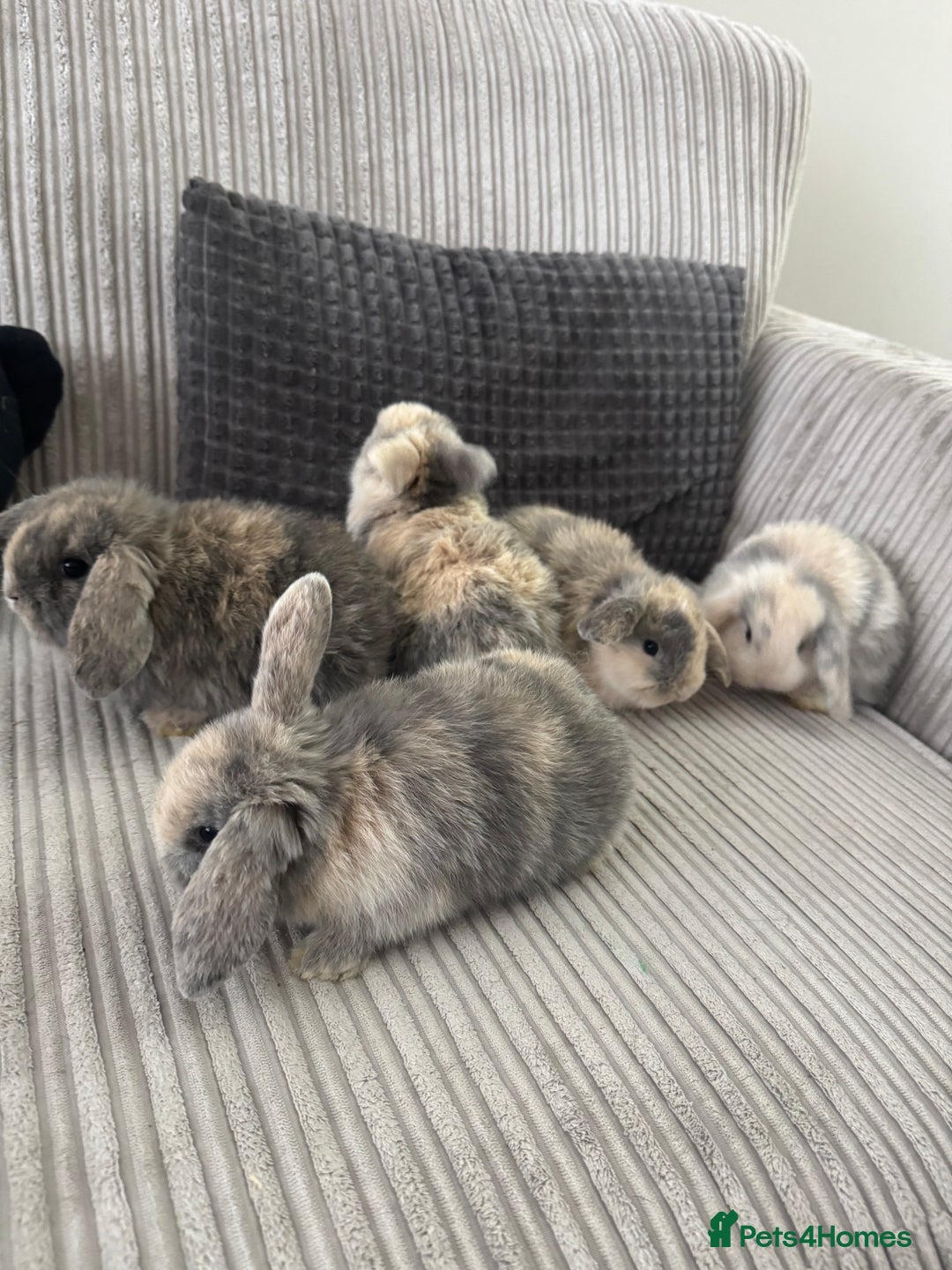 Mini Lop rabbits for sale: ✨ Beautiful Lops ✨  - Advert 7