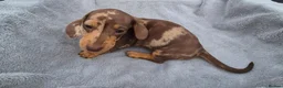 Miniature Dachshund dogs for sale: Gorgeous KC Registered, PRA Clear puppies  in Harlow - Advert 8
