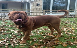 Dogue De Bordeaux dogs for stud: Beautiful Large Breed Dogue de Bordeaux for stud - Advert 9