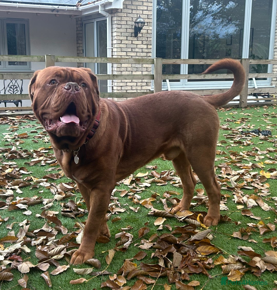 Dogue De Bordeaux dogs for stud: Beautiful Large Breed Dogue de Bordeaux for stud - Advert 9