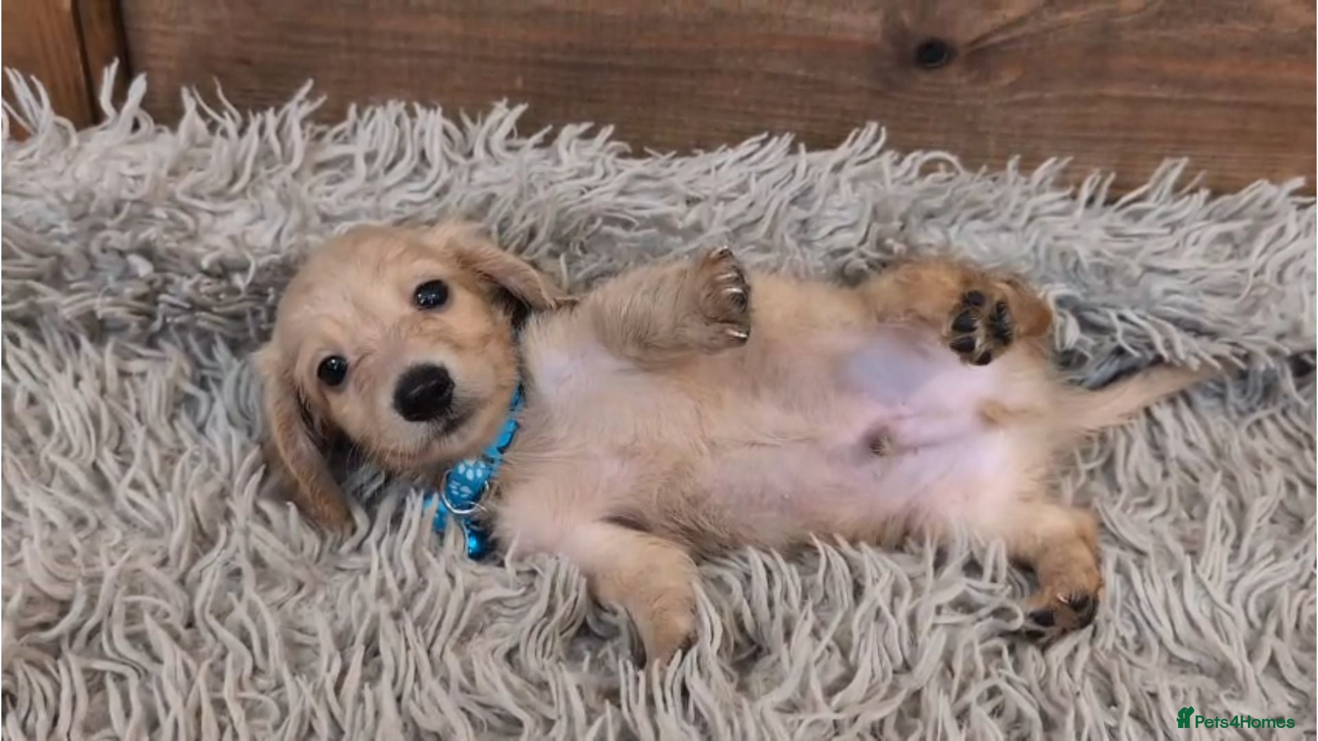 Miniature Dachshund dogs 🐾 Beautiful Miniature Dachshund Puppies 🐾 - Advert 1