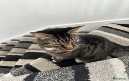 Mixed Breed cats for sale: Cat for Rehoming – Meet Eisa 🐾 - Image 5