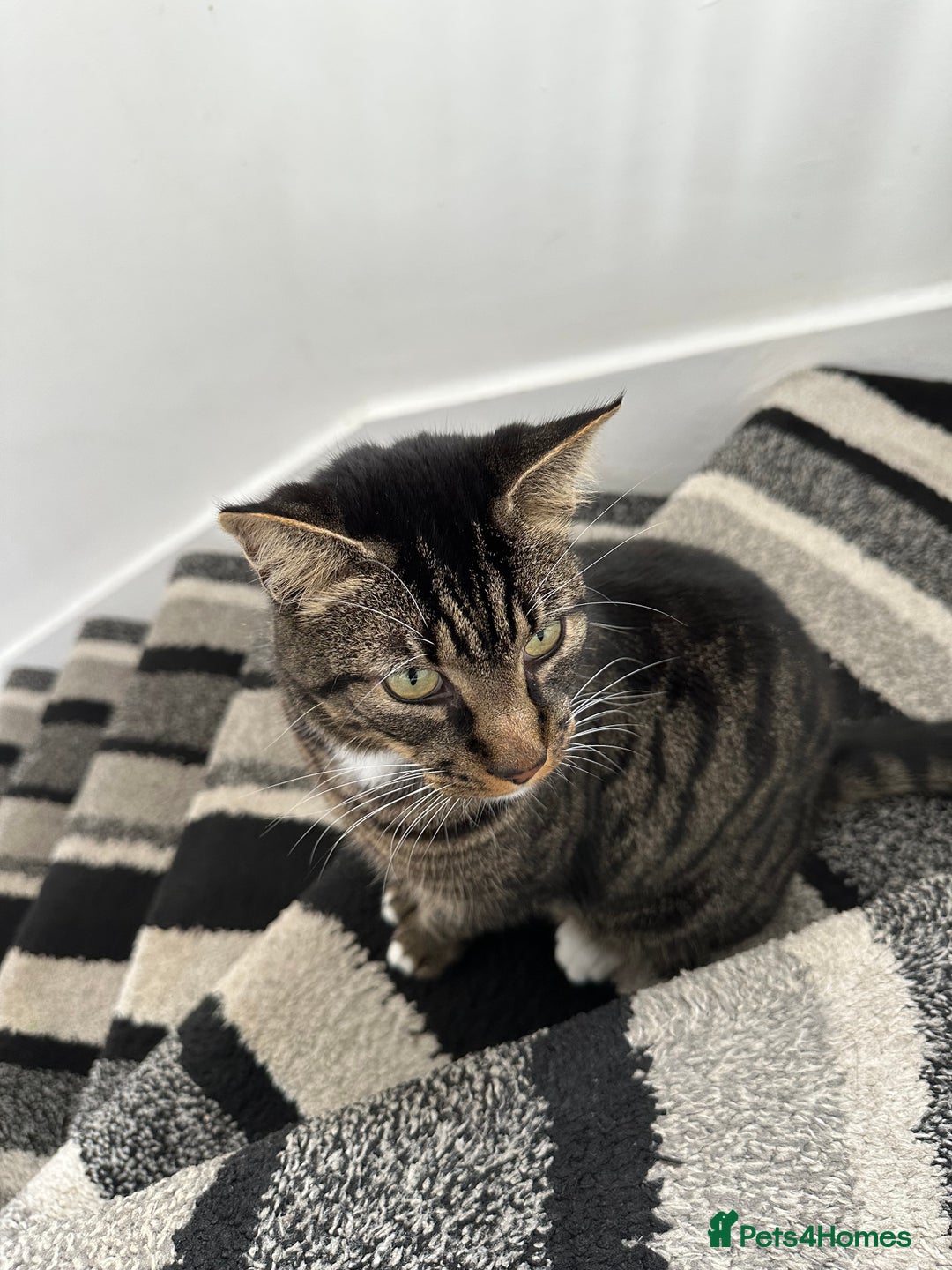 Mixed Breed cats for sale: Cat for Rehoming – Meet Eisa 🐾 - Image 5