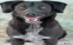 Labrador Retriever dogs for adoption: Cindy - over 2000 days in rescue - Image 6