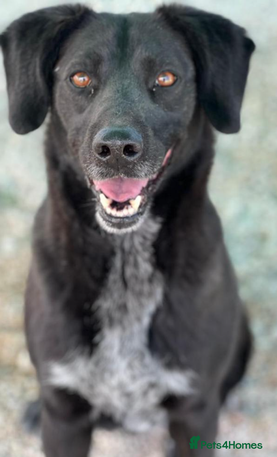 Labrador Retriever dogs for adoption: Cindy - over 2000 days in rescue - Image 6