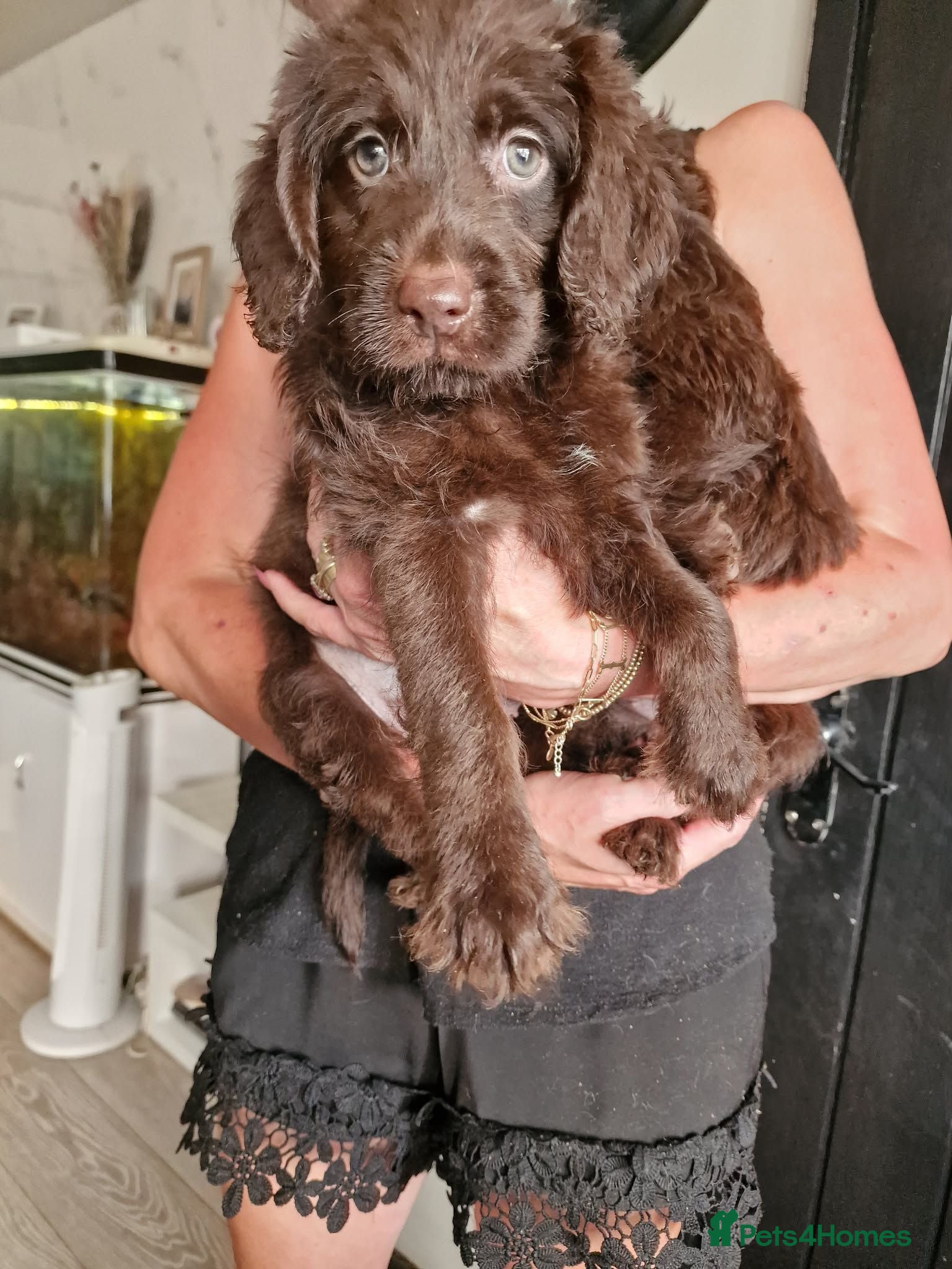 Labradoodle dogs Beautful home raised standard labradoodle puppies - Advert 6