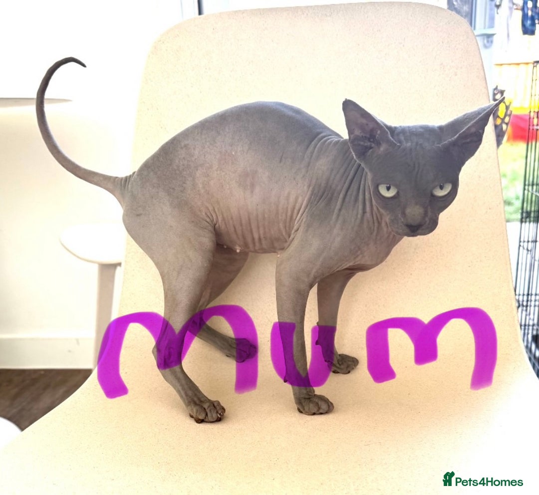 Sphynx cats for sale: Sphynx kittens tica registered Ticket - Advert 2