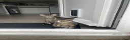 Mixed Breed cats for sale: Two Sisters 16 weeks old - Advert 8