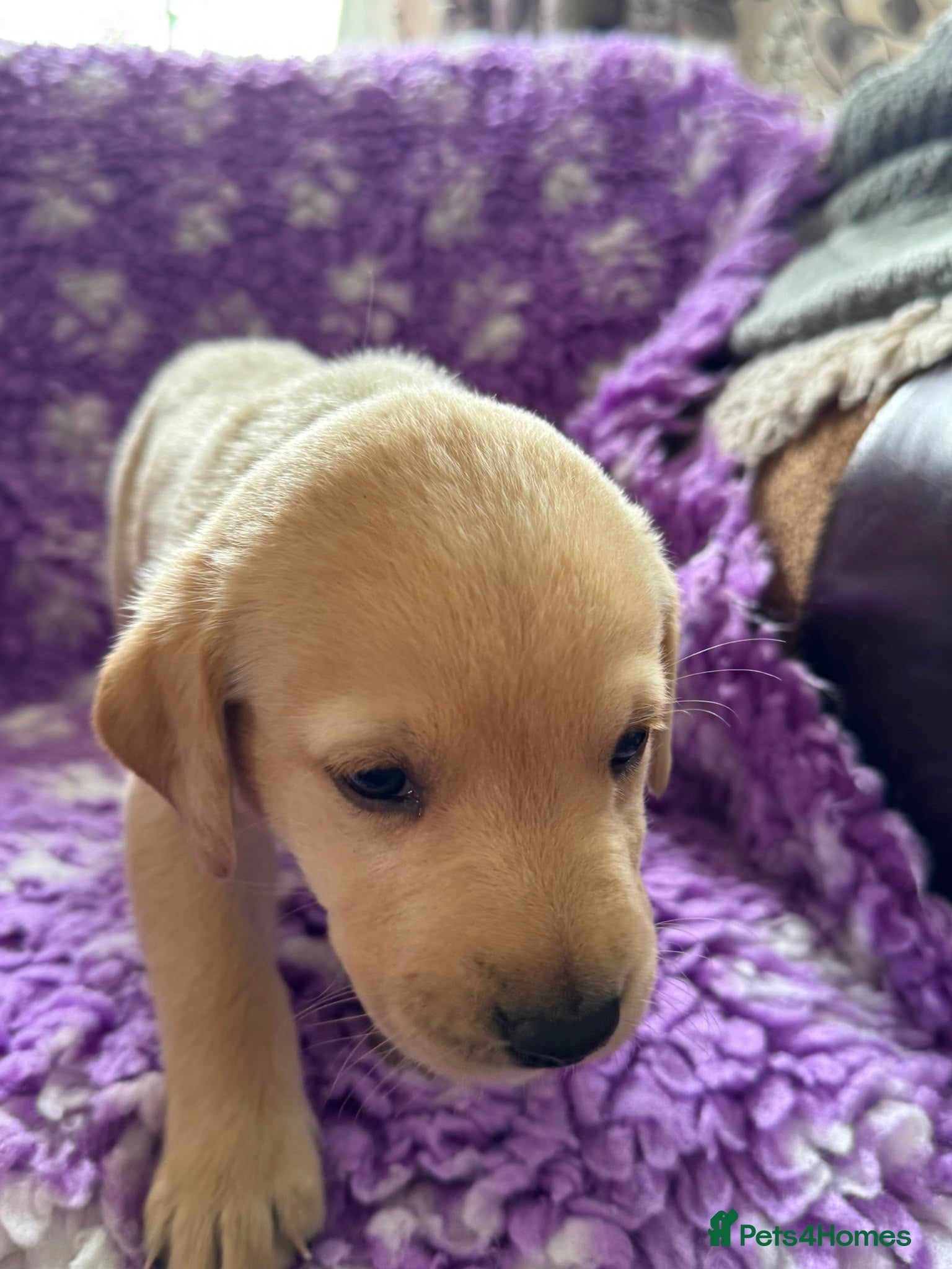 Labrador Retriever dogs for sale: Exceptional Working Labrador Puppies in Cheltenham - Advert 2