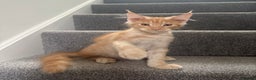 Maine Coon cats for sale: Red silver boy available. - Advert 2