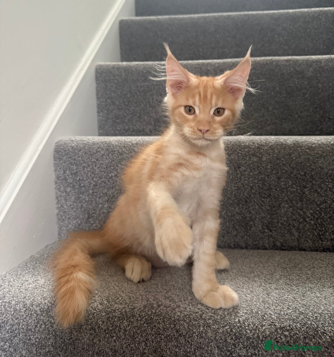 Maine Coon cats for sale: Red silver boy available. - Image 2