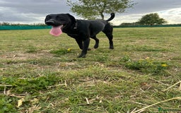 Mixed Breed dogs for sale: 1 year old black female black Labrador mix  - Image 10