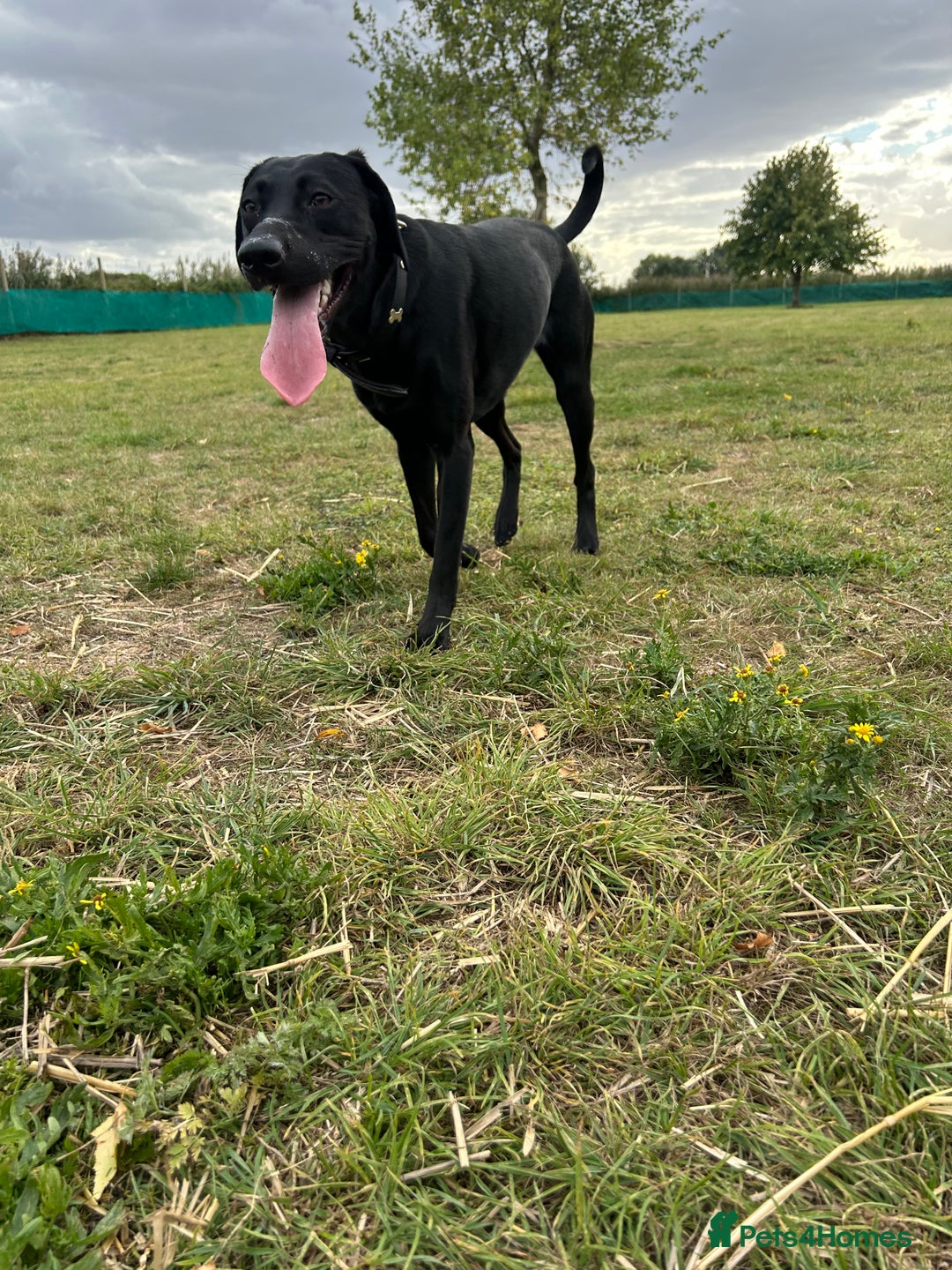 Mixed Breed dogs for sale: 1 year old black female black Labrador mix  - Image 10