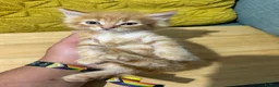Mixed Breed cats for sale: Beautiful Ginger & Tortoiseshell Kittens in Faringdon - Advert 12