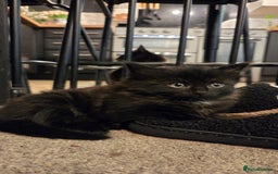 Mixed Breed cats for sale: One male and female tabby kittens  - Image 13