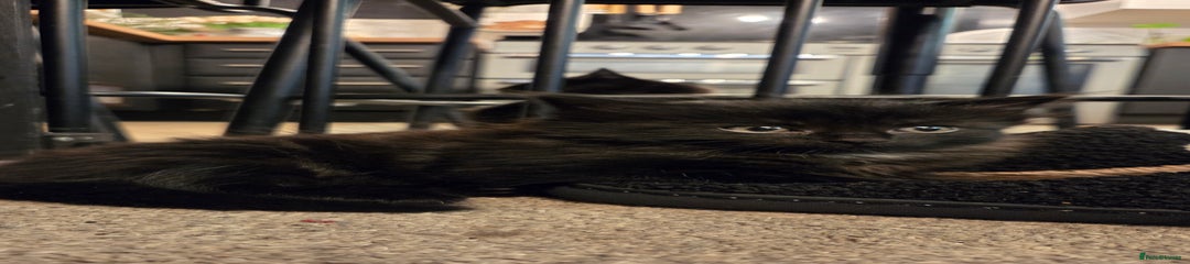 Mixed Breed Kitten 2