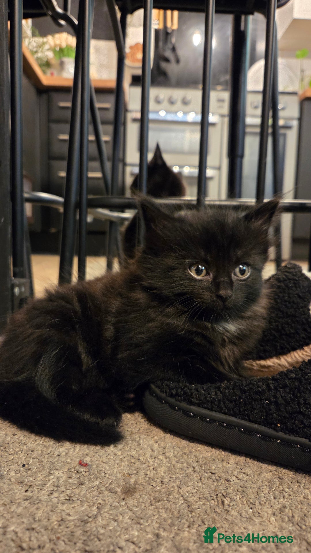 Mixed Breed cats for sale: One male and female tabby kittens  - Image 13