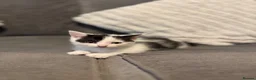 Mixed Breed cats for sale: 6 kittens ready for amazing homes!! - Advert 6