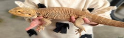 Bearded Dragon reptiles for sale: Hypo leatherback bearded dragon FREE! - Advert 8