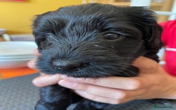 Sproodle dogs for sale: 1 Gorgeous F2 Sproodle Girl FULLY Vaccinated - Image 13