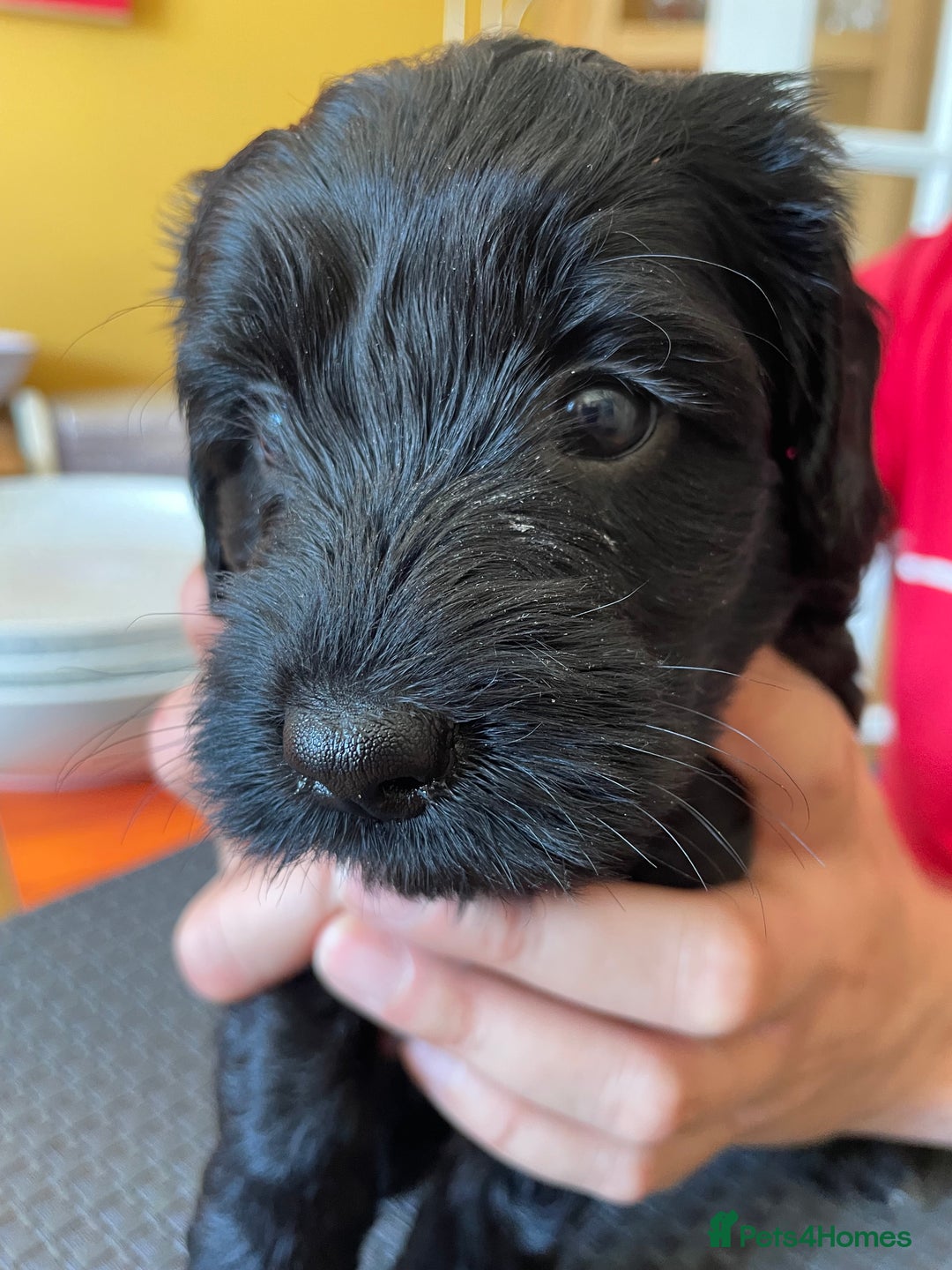 Sproodle dogs for sale: 1 Gorgeous F2 Sproodle Girl FULLY Vaccinated - Image 13