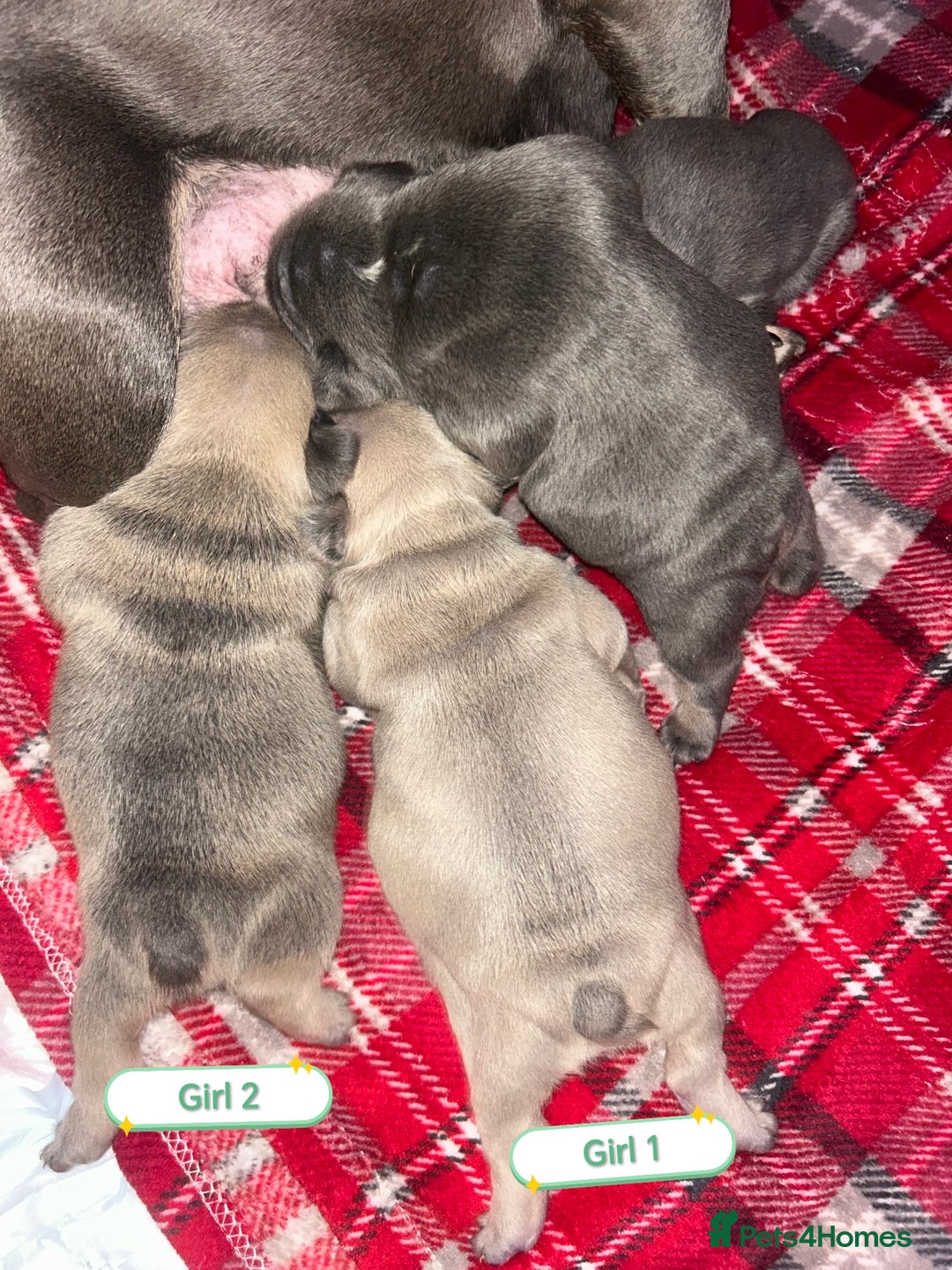 French Bulldog dogs for sale: 3 x Stunning French Bulldog Puppies  - Advert 7