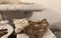 British Shorthair cats for sale: British shorthair kitten - Image 4