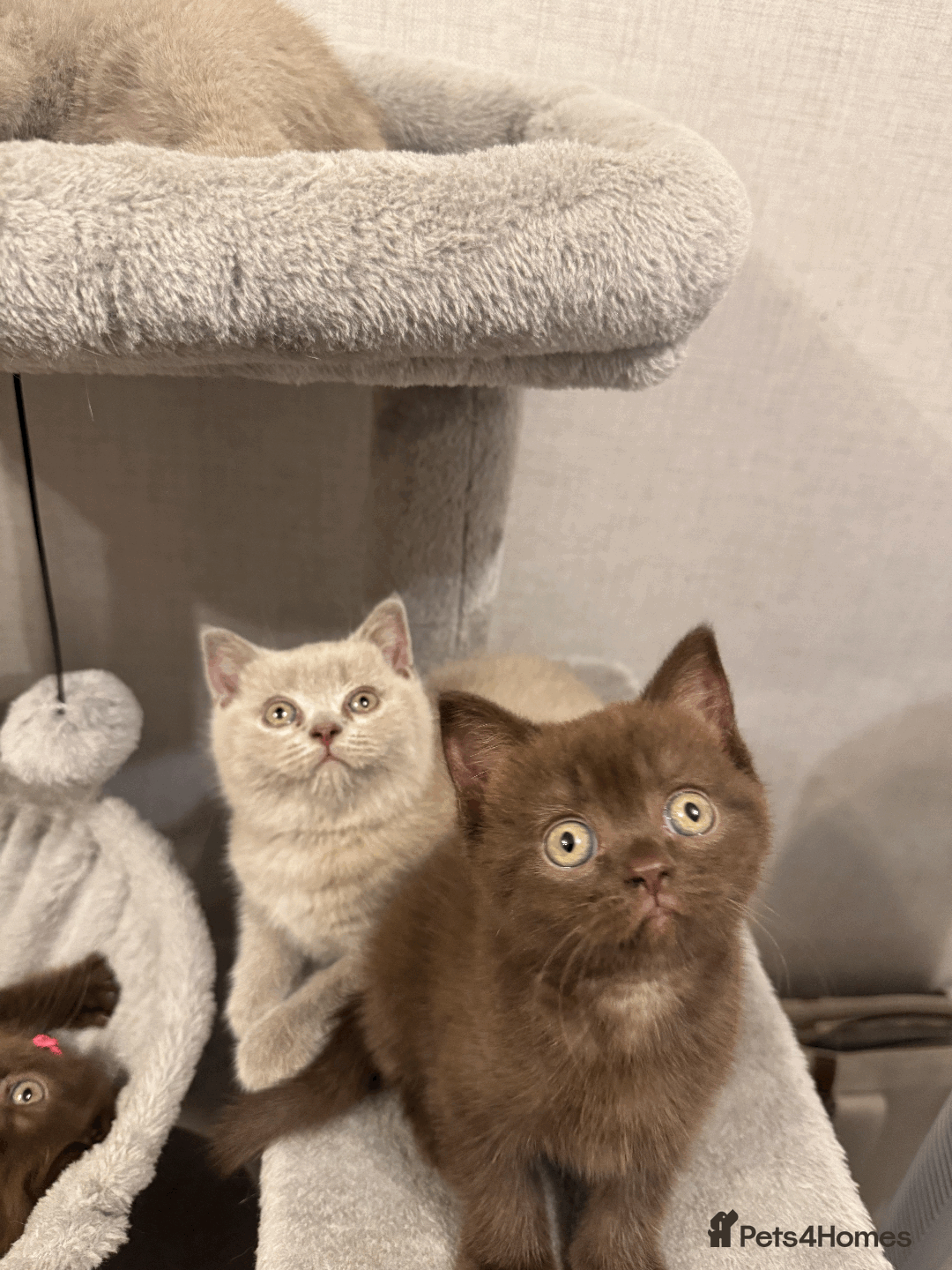 British Shorthair cats for sale: British shorthair kitten - Image 4