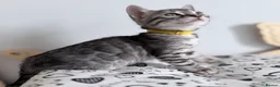 Bengal cats for sale: Exceptional Silver, Blue & Brown Bengal Kittens  in Basingstoke - Advert 4
