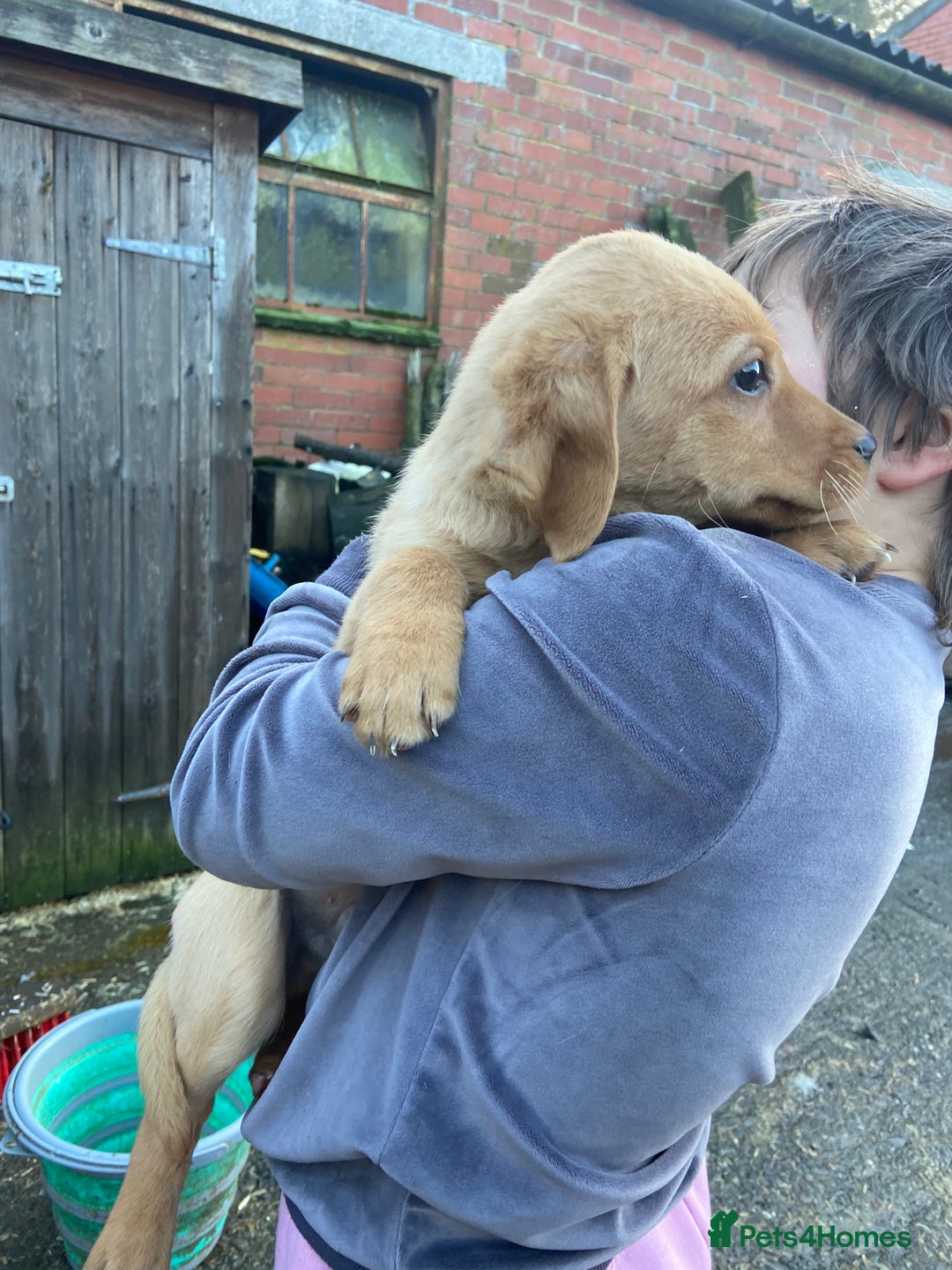 Labrador Retriever dogs for sale: 3 beautiful Labrador puppies for sale  - Advert 5