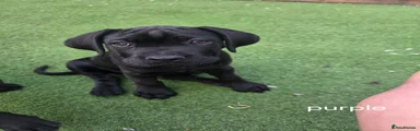 Cane Corso 11
