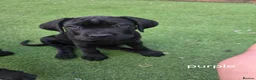Cane Corso dogs for sale: Cane Corso puppies - Advert 13