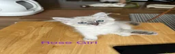 Siberian cats for sale: Amazing Siberian Neva Masquerade/Ragdoll kittens  - Advert 17