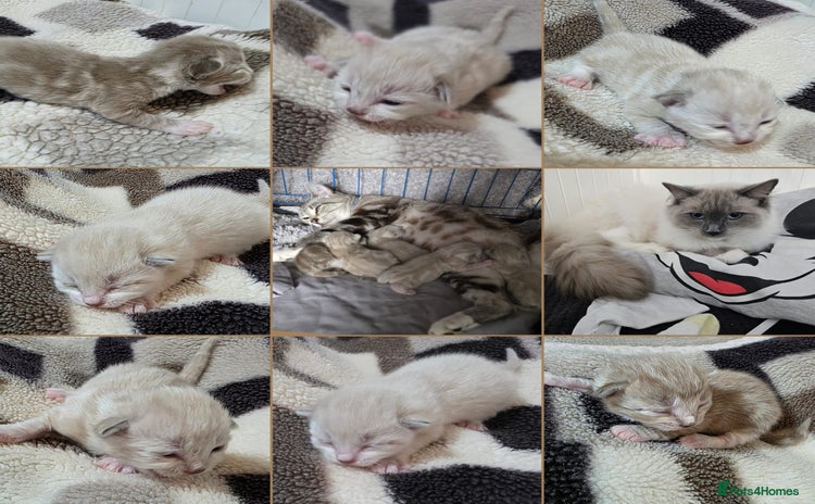 Mixed Breed cats Kittens😹😽😻👌Ragdoll x domestic cat 🐱😻😽👌 - Advert 4