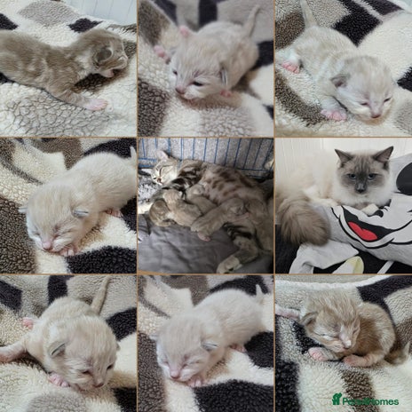 Mixed Breed cats Kittens😹😽😻👌Ragdoll x domestic cat 🐱😻😽👌 - Advert 4