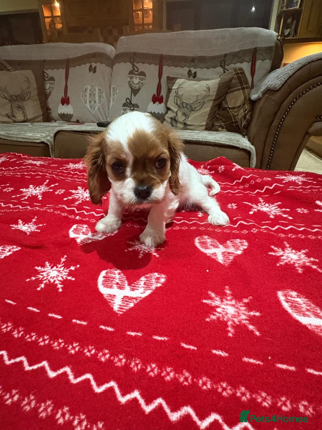 Cavalier King Charles Spaniel dogs for sale: Cavalier King Charles Spaniel  - Advert 11