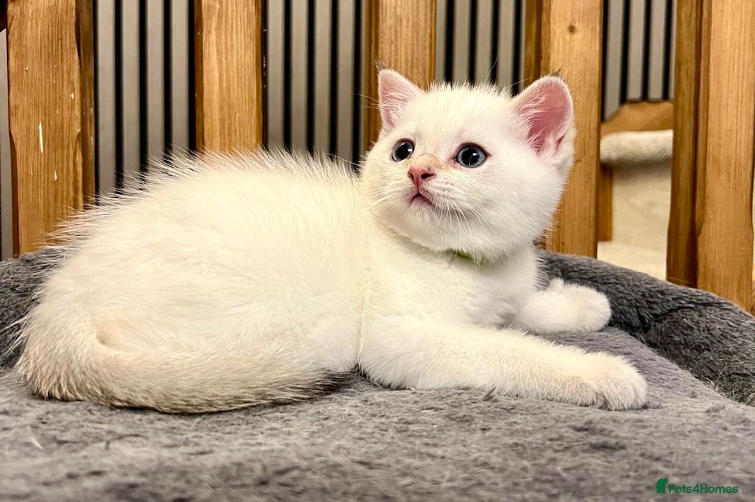 British Shorthair cats for sale: Fully pedigree kittens - Advert 14