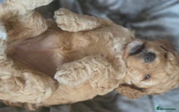 Cockapoo dogs for sale: F1b cockapoos ONLY 1 boy left READY NOW - Image 7
