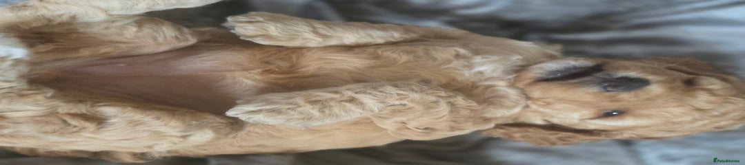 Cockapoo Puppy 1