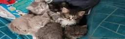 Mixed Breed cats for sale: Adorable Fluffy Persian Cross Kittens–🐱✨  - Advert 14