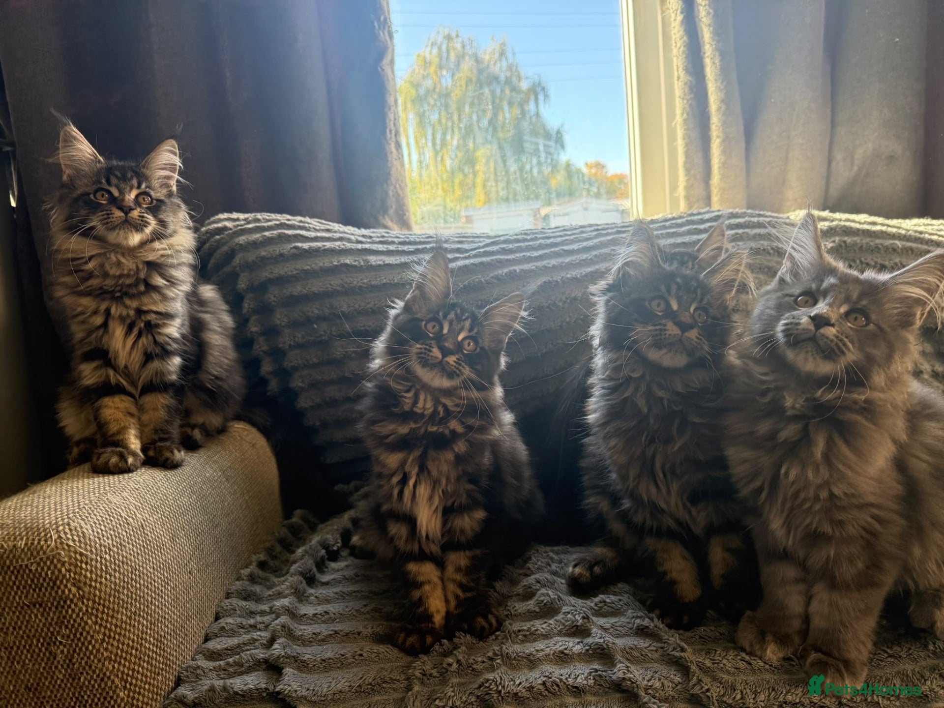 Maine Coon cats READY NOW!, mainecoon kittens - Advert 1