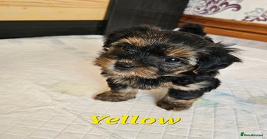Morkie dogs - Advert 2