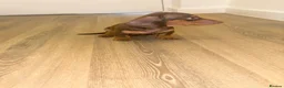 Dachshund dogs for sale: Dachsuand  - Advert 5