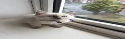 Ragdoll cats for sale: 8 ragdoll in Liverpool - Advert 13