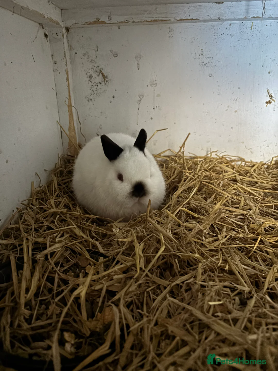 Netherland Dwarf rabbits for sale: stunning rabbits looking for new homes TWO LEFT  - Advert 1