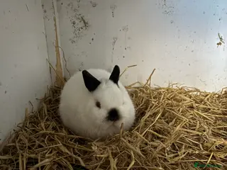 Netherland Dwarf rabbits stunning rabbits looking for new homes TWO LEFT - Advert 10