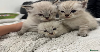 Ragdoll cats - Advert 3